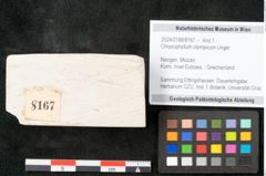 Foto (Objekt + Etikett) von Chrysophyllum olympicum Unger (NHMW-GEO-2024-0188-8167)